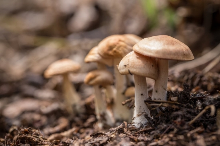 Маленькие грибы