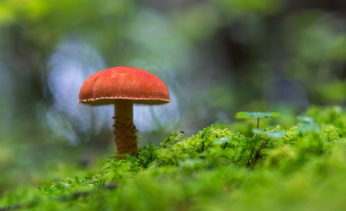 Гриб в лесу