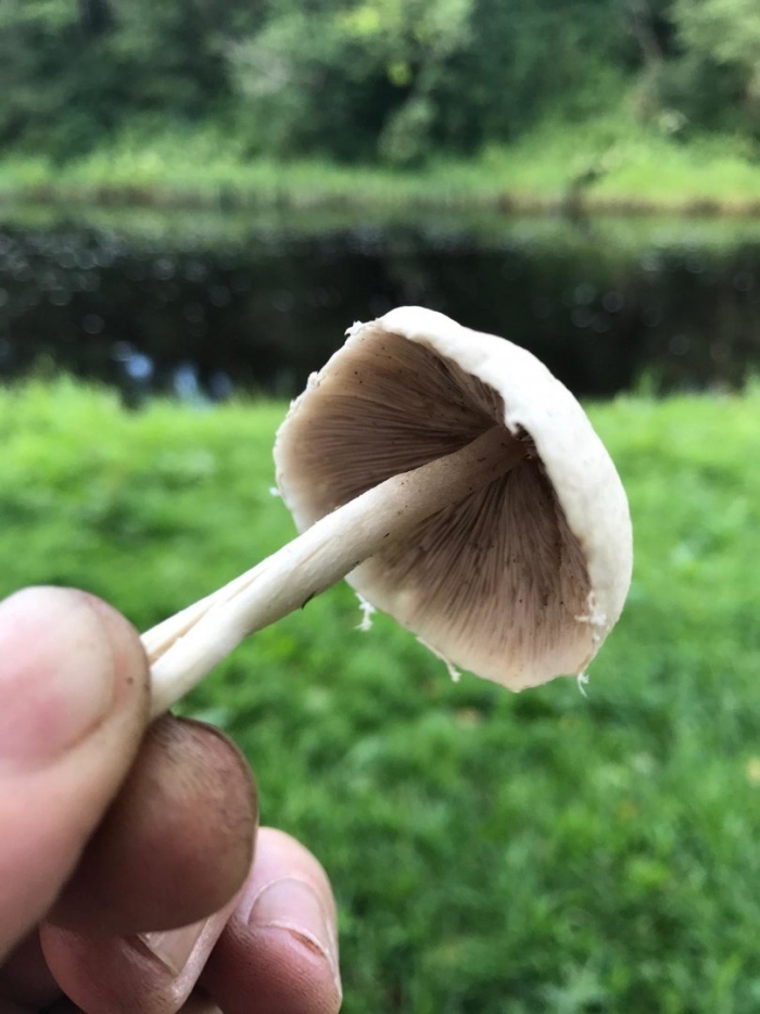 Псатирелла кандолля