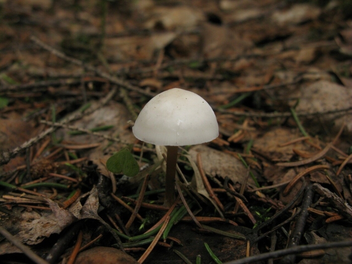 Энтолома sericellum