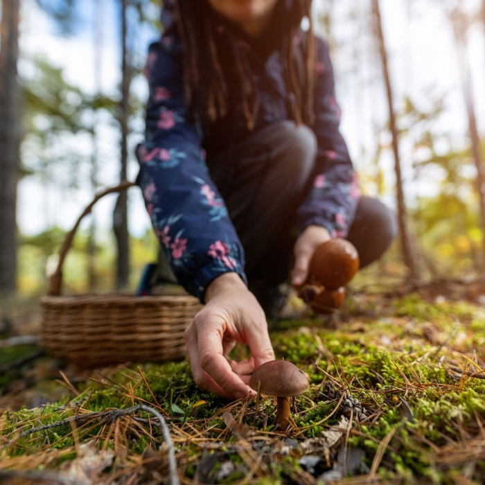 Девушка собирает грибы в лесу