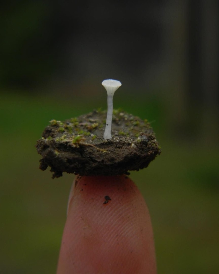Маленькие грибы
