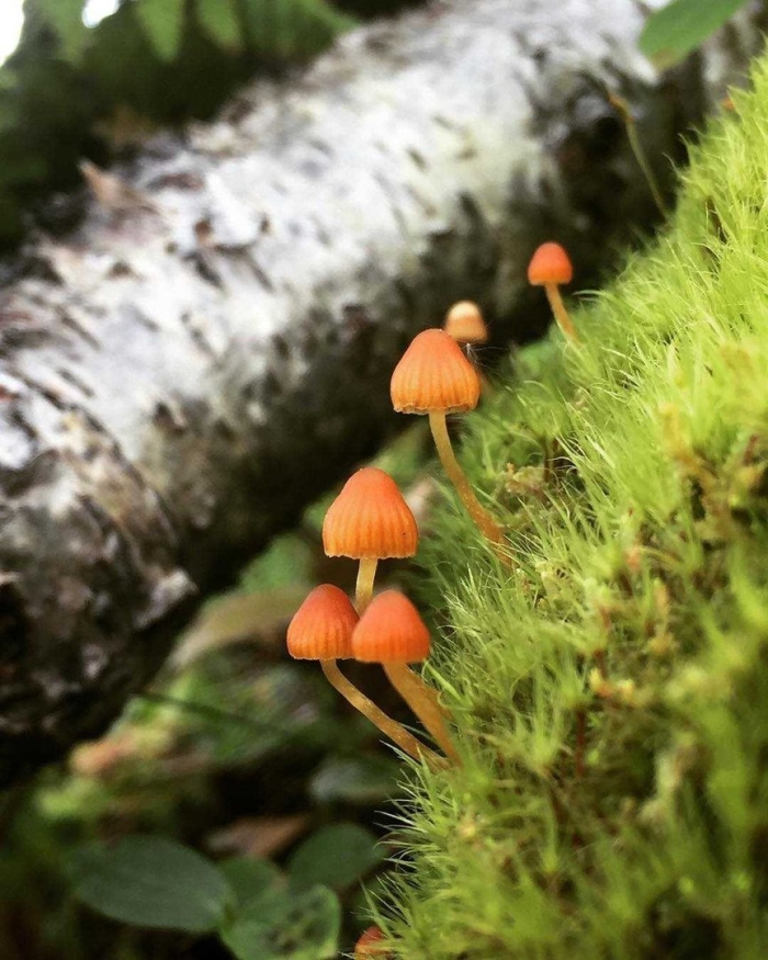 Мицена игловидная