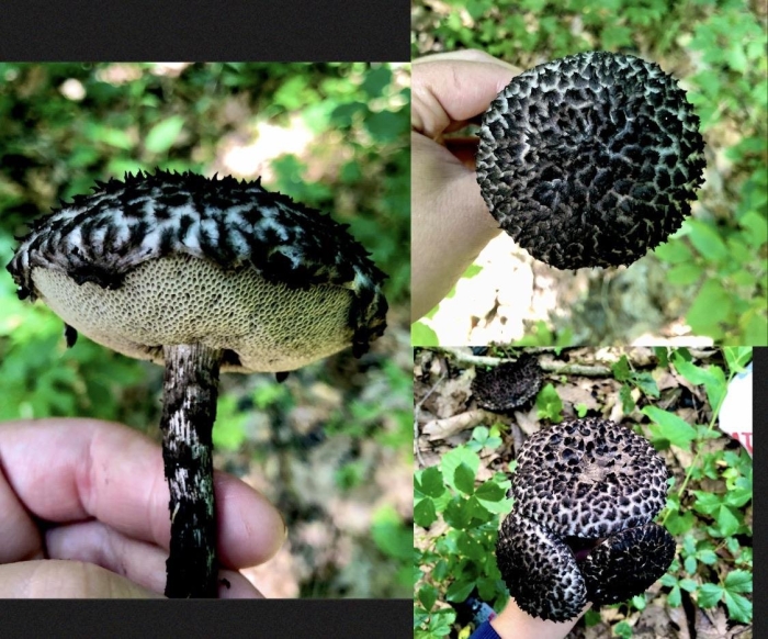 Шишкогриб хлопьеножковый