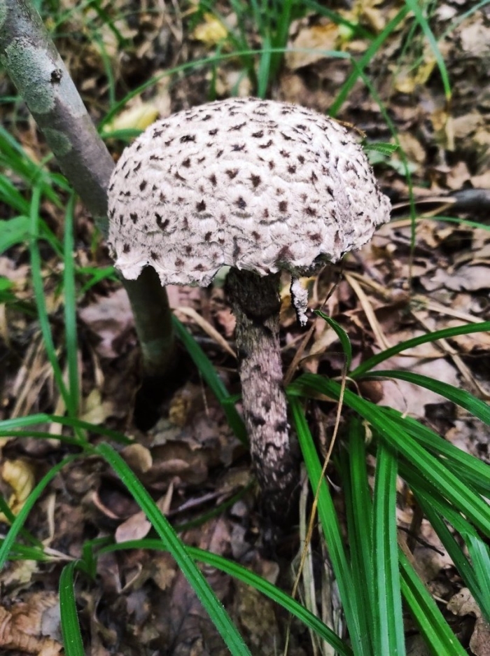 Гриб зонтик пёстрый macrolepiota procera