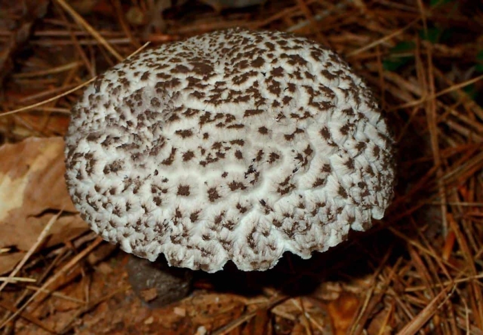 Зонтик пёстрый macrolepiota procera