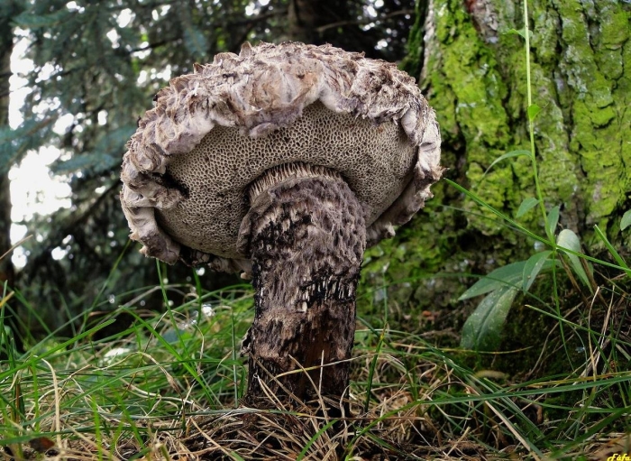 Шишкогриб хлопьеножковый