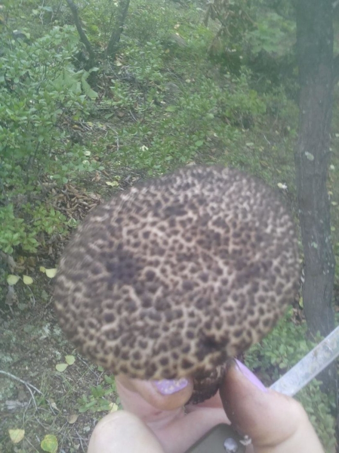 Съедобные грибы подмосковья поздние