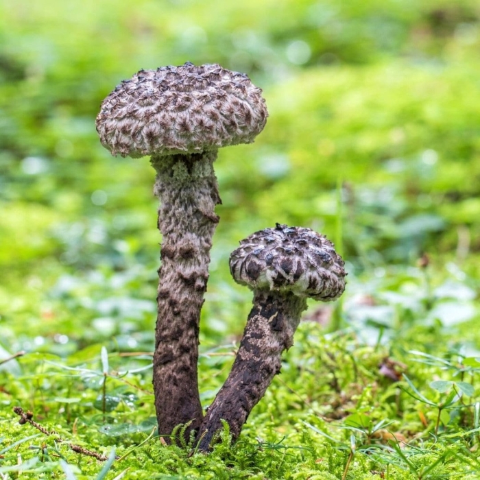 Грибы съедобные