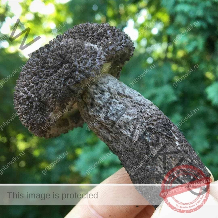 Гриб подберезовик