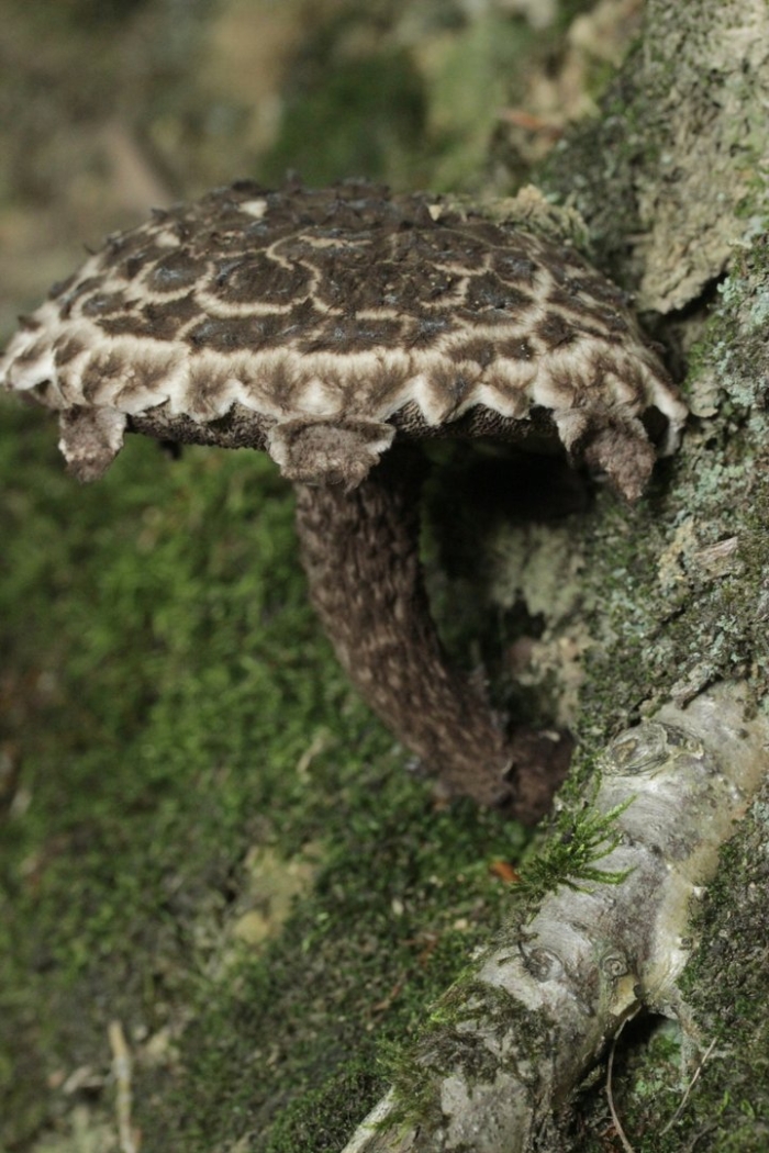 Шишкогриб хлопьеножковый strobilomyces floccopus