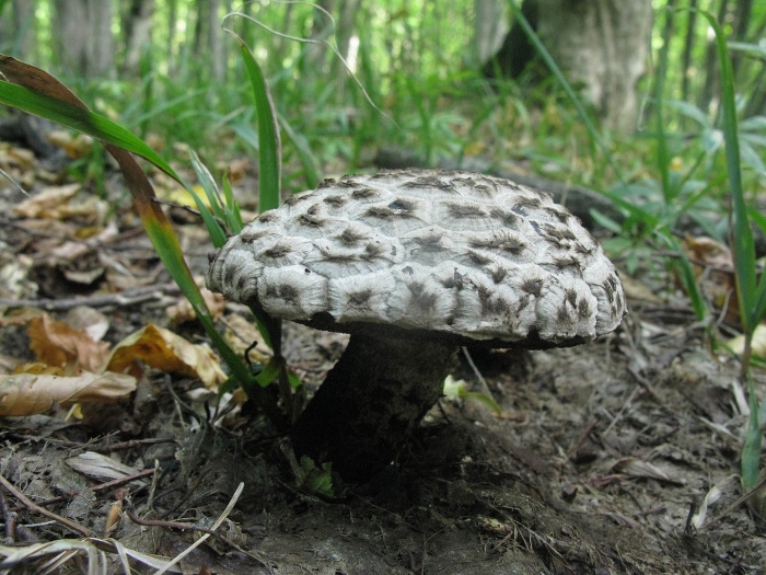 Гриб съедобный