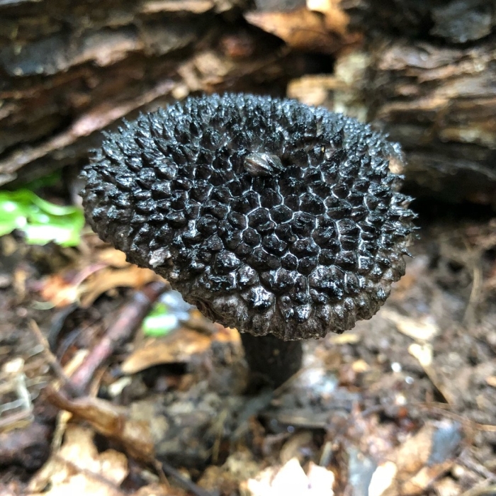 Гриб шишкогриб хлопьеножковый