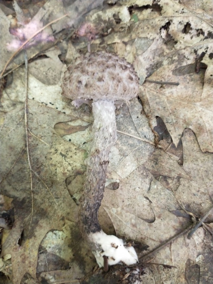 Шишкогриб хлопьеножковый