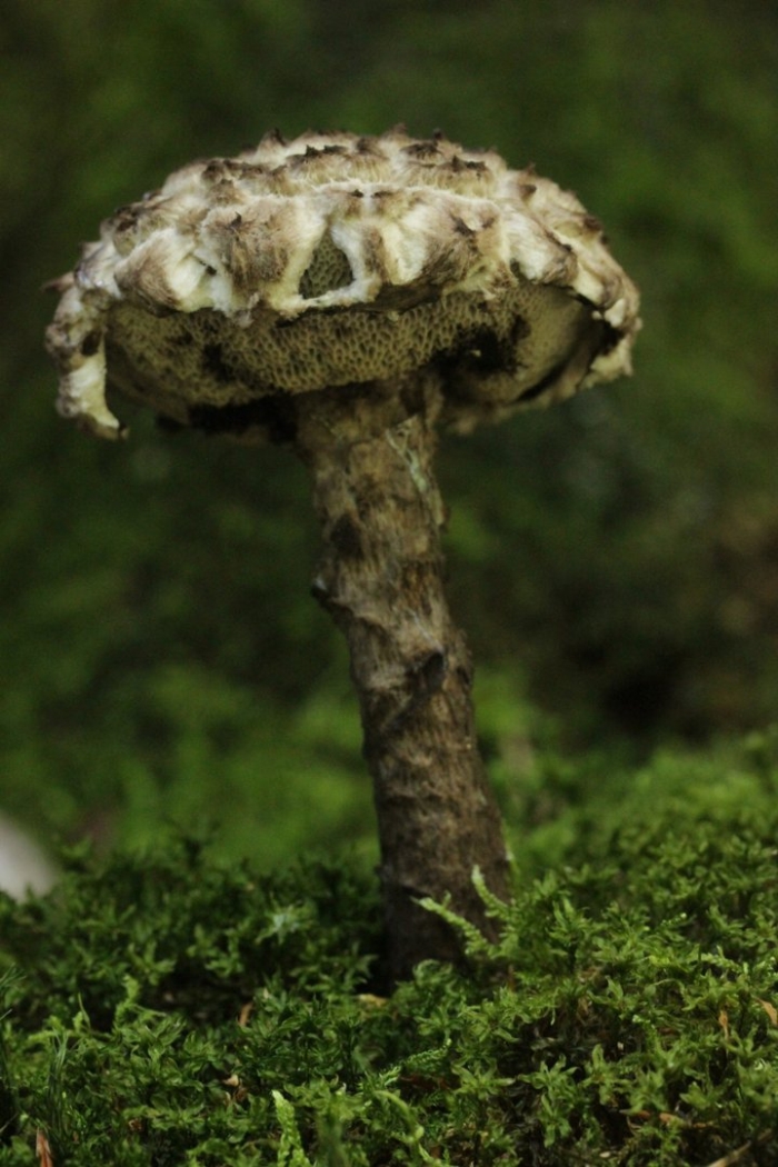 Шишкогриб хлопьеножковый