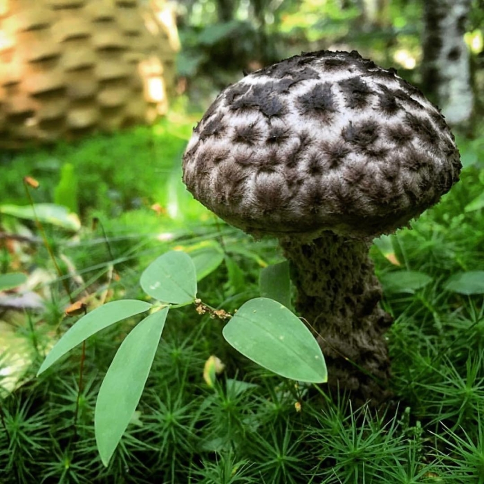 Паутинник душистый