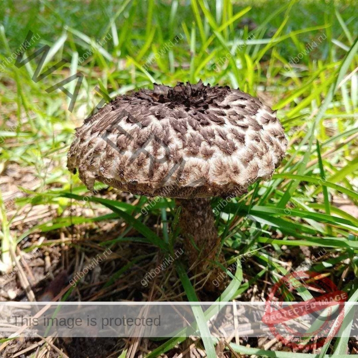 Гриб шишкогриб хлопьеножковый