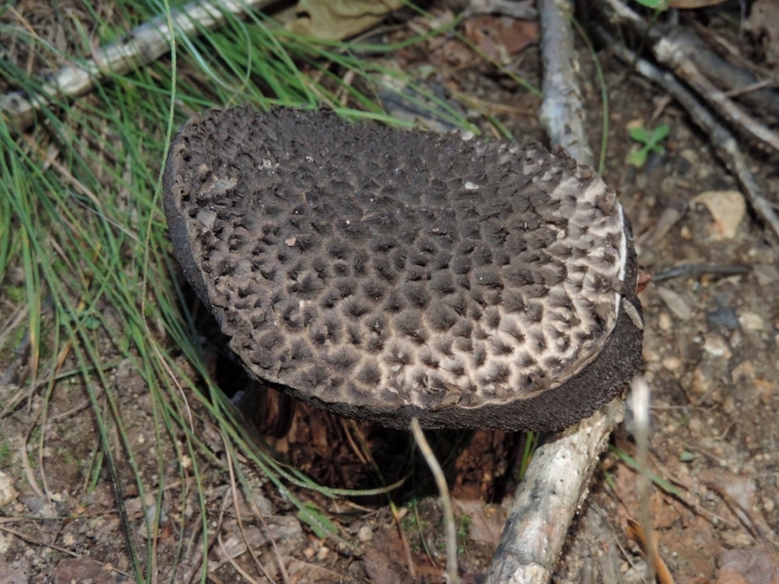 Ежовик пестрый гриб