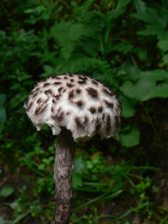 Шишкогриб хлопьеножковый болетовые