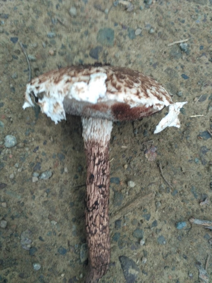 Лепиота коричнево красная грибы