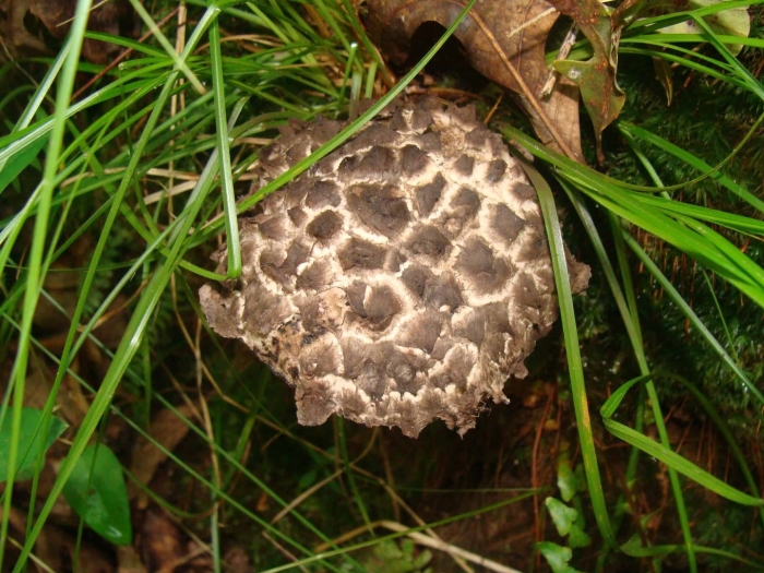 Ежовик пестрый sarcodon imbricatus