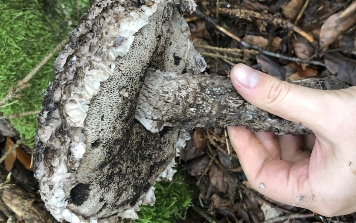 Шишкогриб хлопьеножковый