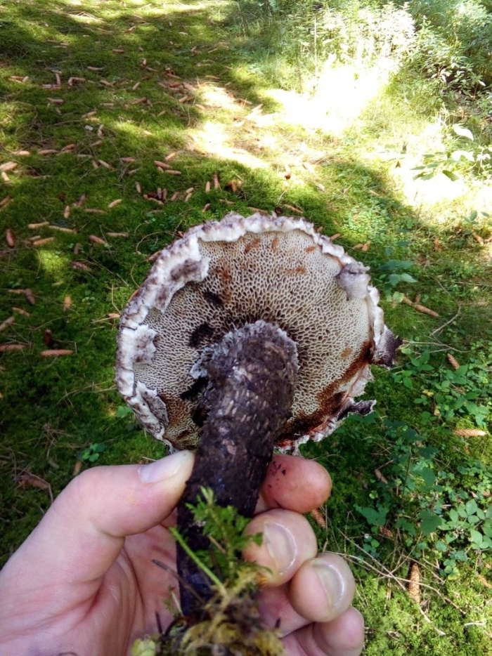 Шишкогриб хлопьеножковый strobilomyces floccopus