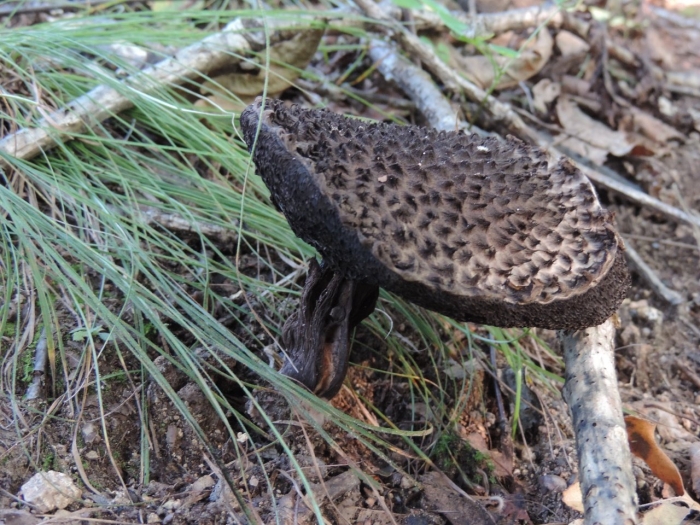 Черные грибы