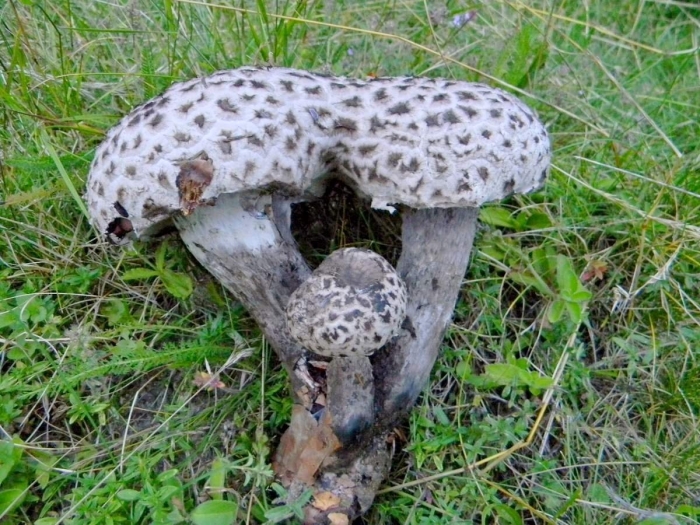 Шишкогриб хлопьеножковый