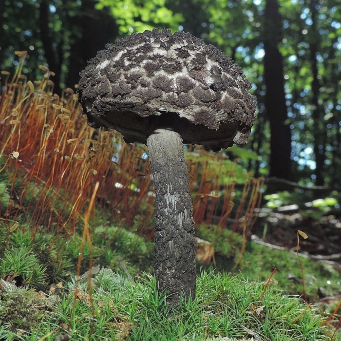 Strobilomyces strobilaceus