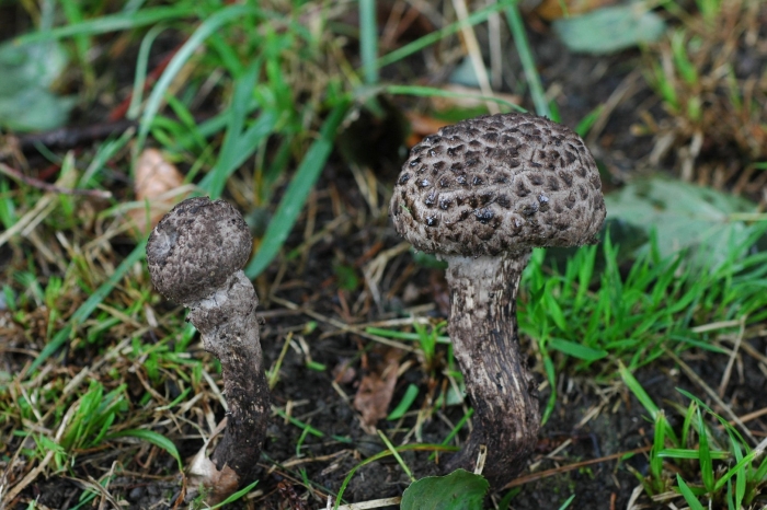 Strobilomyces strobilaceus