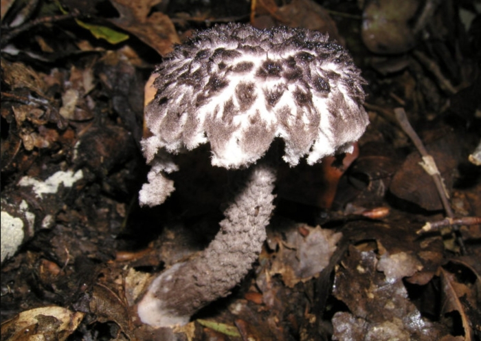 Съедобные гриб