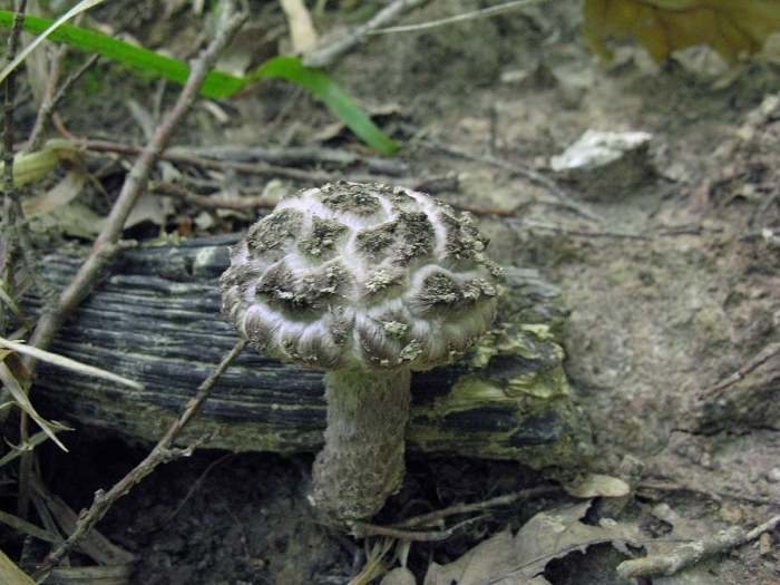 Шишкогриб хлопьеножковый