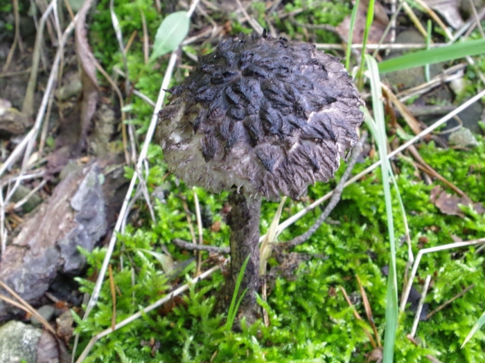 Шишкогриб хлопьеножковый