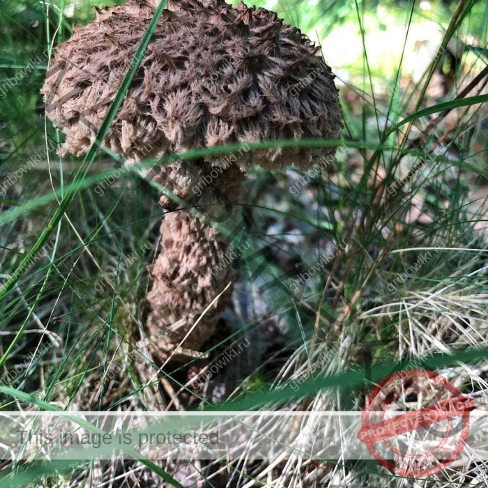 Шишкогриб хлопьеножковый