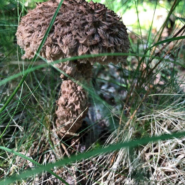 Гриб зонтик девичий macrolepiota puellaris