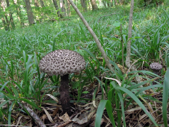 Шишкогриб хлопьеножковый strobilomyces floccopus