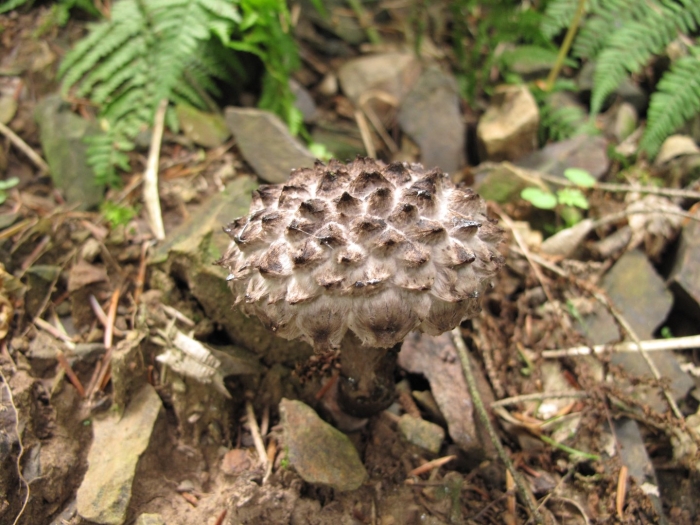 Гриб в лесу