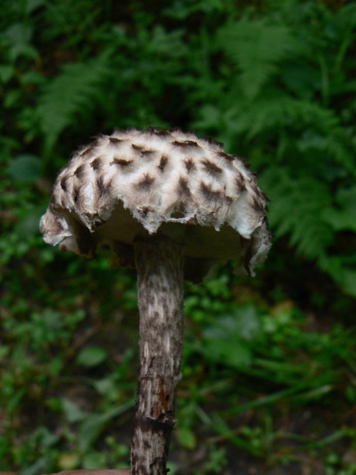 Шишкогриб хлопьеножковый