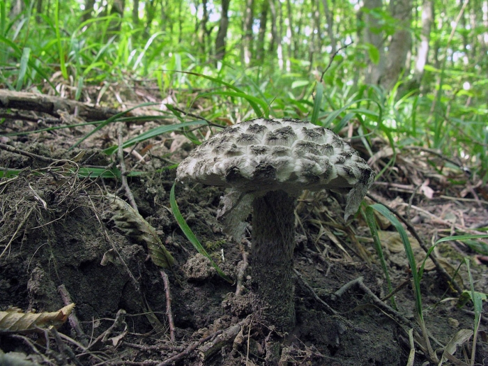 Шишкогриб хлопьеножковый