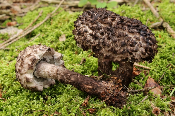 Гриб несъедобный