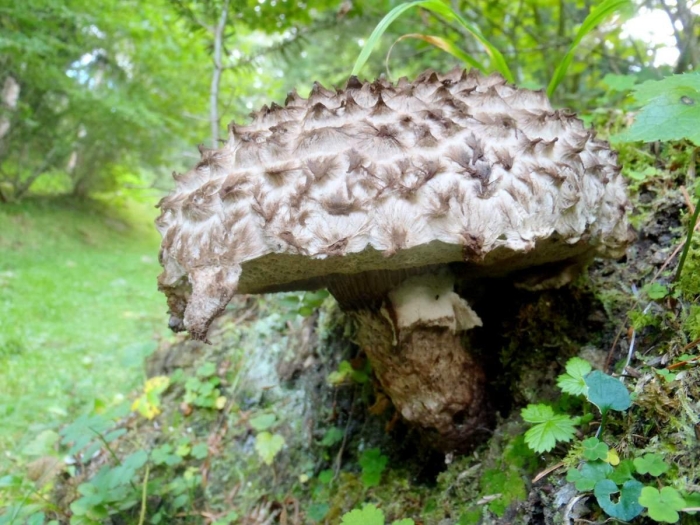 Ежовик пестрый гриб съедобный