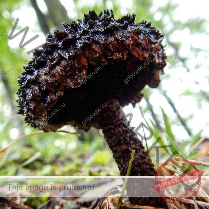 Шишкогриб хлопьеножковый