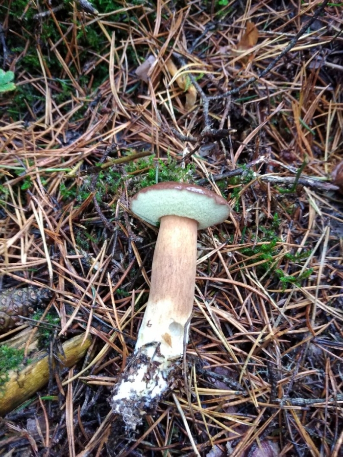 Боровик съедобный