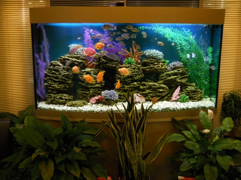 Аквариум псевдоморе с живыми растениями