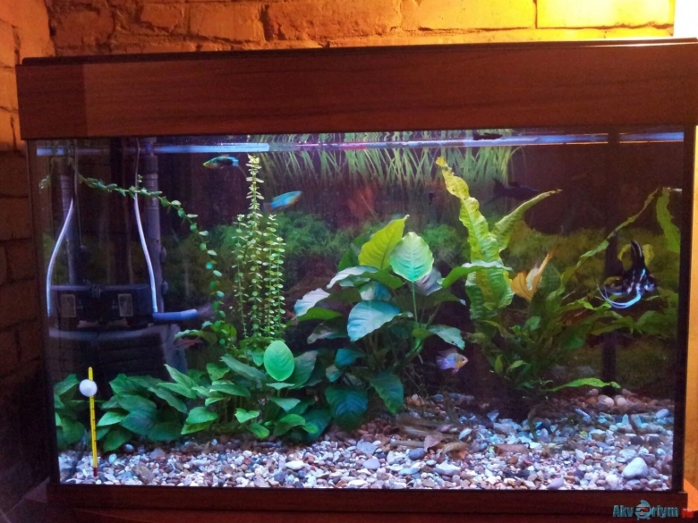 Растения для аквариума живые