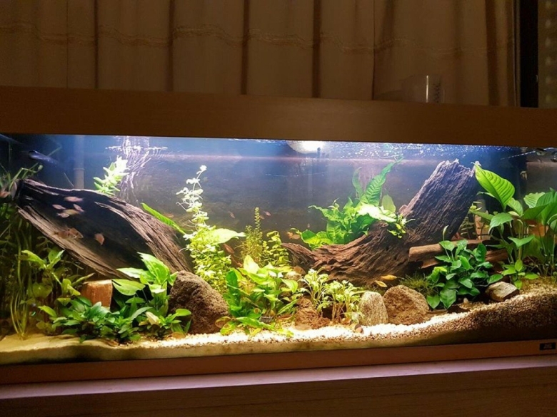 Аквариум травник литров с корягой