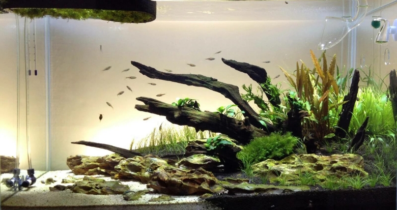 Акваскейп травник