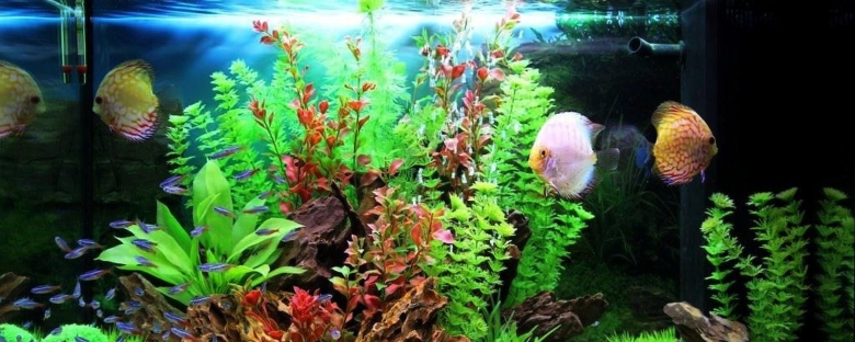 Красивый аквариум с рыбками и растениями