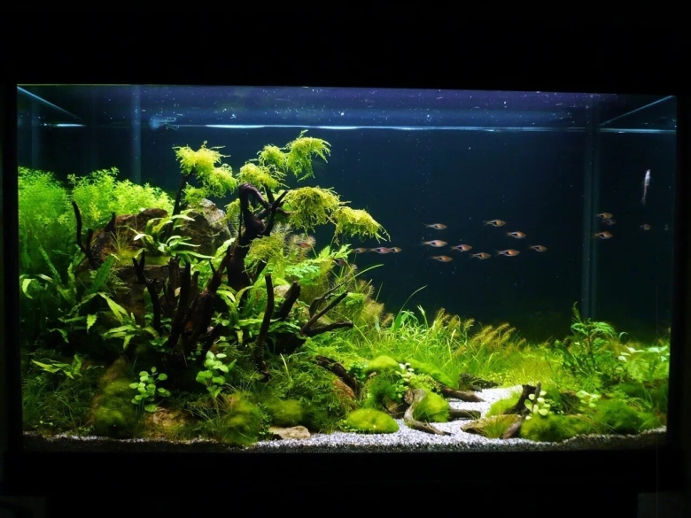 Дизайн аквариума 50 литров